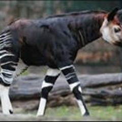 RicardoPablo BlancoViquez