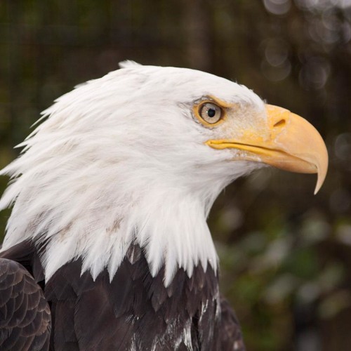 Trippy Eagle’s avatar