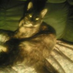 Fuzz
