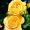 user271949219