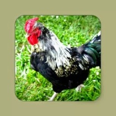 Wild Chicken