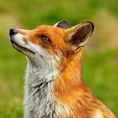 Brünisholz Christoph