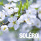 Soléro