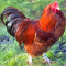 queenrooster