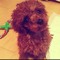 Comme des