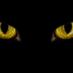 Felisoul