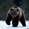 Crazy Bear