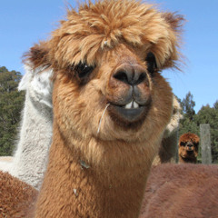 Cinnami