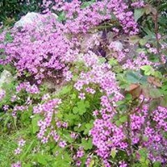 Wilma Patricio Datuin