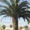 My palm adventure
