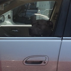 Hella_High_Dog