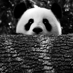 purplepandaexpress