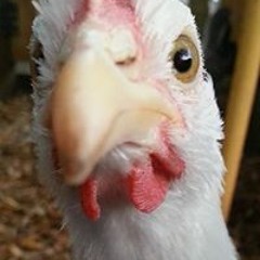 Christine van den Bout