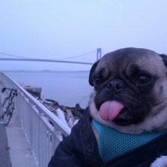 PUPP