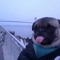 PUPP