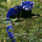 blu_panda