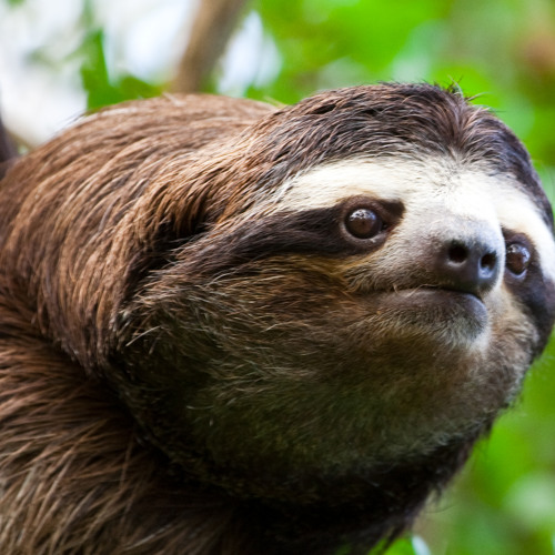Ethel Wulf - Flaw Of Perfection (SLOTH MODE)