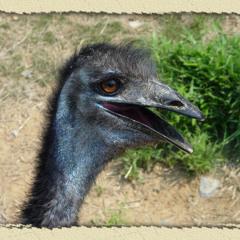 psychotic-emu