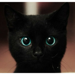 Kittymitty