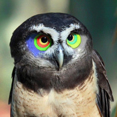 Subtropicowl