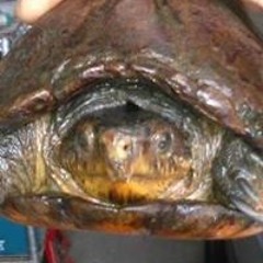 Edgar D Alvarado Harley