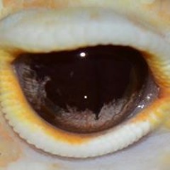 Micka Reptiprod