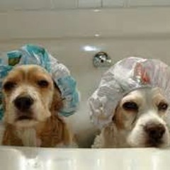 2 dogs in a clearance bathtub