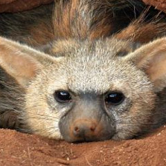 aardwolf