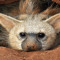 aardwolf