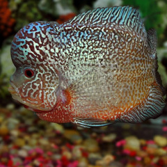 Tony Northeastfh Stark