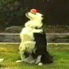 Dog Training Training