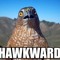 Hawky