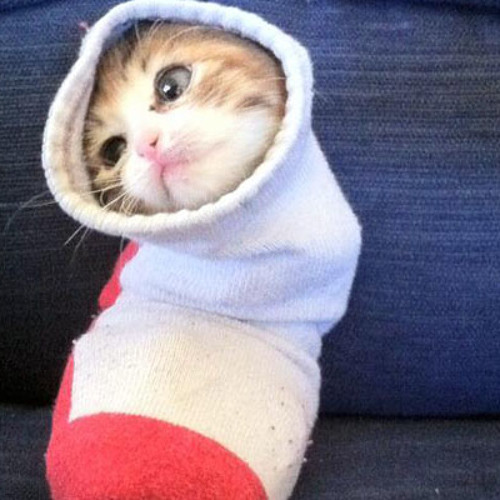 Кот носок