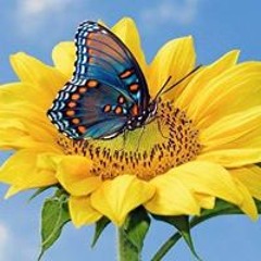 Tamiami de la Caridad