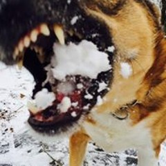 Artilius Maximus Prime