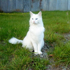 calchou cat