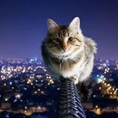 Free Music Downloads