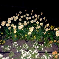 Lige Uge og Ulige Uge