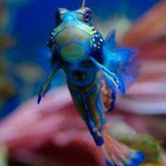 Vasilis Slartibartfast