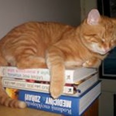 Avero Oz Cat