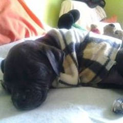 Bertitha Locas Sanches