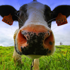 Unai Etxebarriazarraga