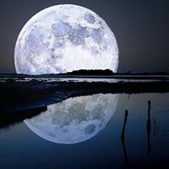 young blood/stavross