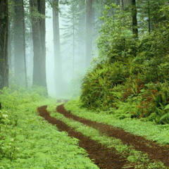 Johnny M. (abotonyn)