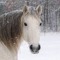 Thehorselover