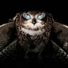 Devil Bird
