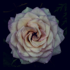 ::Peony Rose::