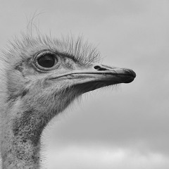 the.ineffable.ostrich