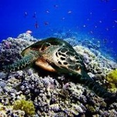 Destineeh Cherie Imani