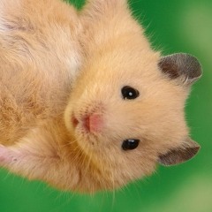 NinjaHamsters